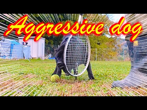 【甲斐犬】トイアグレッシブ（オモチャを守る犬）(YouTube)