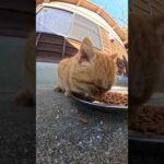 茶トラ猫が山盛りのカリカリを独り占めする #猫 #cat #ネコ(YouTube)