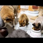 【犬と猫】同じご飯でも隣で食べてるご飯の方が美味しそうに見えるよね…笑(YouTube)