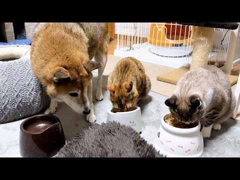 【犬と猫】同じご飯でも隣で食べてるご飯の方が美味しそうに見えるよね…笑(YouTube)