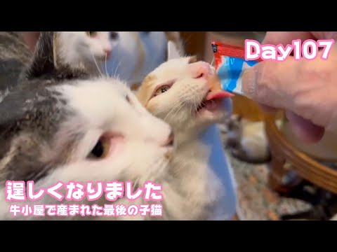 逞しく育ってお正月だよ～  牛小屋で産まれた最後の子猫 Orion Day107  2024 12 27 2(YouTube)