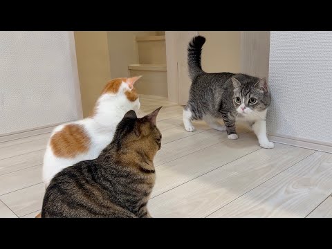 里子に出した保護猫たちと久しぶりに再会したら成長しすぎててボス猫がこうなっちゃいました…(YouTube)