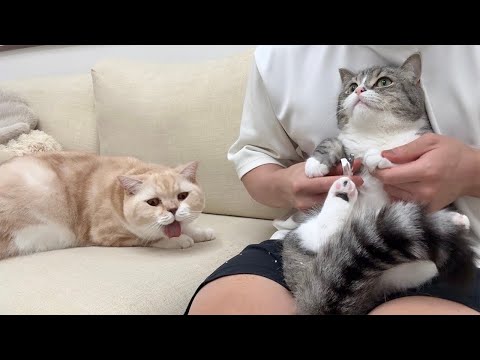 兄の爪切りを見ただけで拒絶反応を起こした猫がとんでもないことになりました…(YouTube)