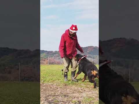 Merry Xmas #shorts #christmas #rottweiler(YouTube)