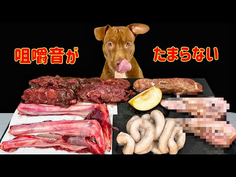 閲覧注意⚠️アヒルや鹿の骨をボキボキ食べる咀嚼音がクセになる(YouTube)