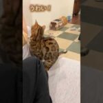 遠くから芸ができるアピールをするいじらしい猫 #ルトロゼ #ベンガル #cat(YouTube)