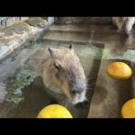 カピバラの露天風呂capybara bath(YouTube)