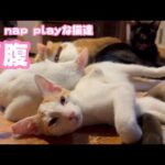 満腹ニャリ  師走でも「eat nap play」 な猫達   2024 12 26 2(YouTube)
