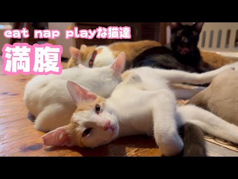 満腹ニャリ  師走でも「eat nap play」 な猫達   2024 12 26 2(YouTube)