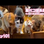 ラスト20日間腹ペコ団長頑張るニャン 牛小屋で産まれた最後の子猫 Orion Day101  2024 12 21 1(YouTube)