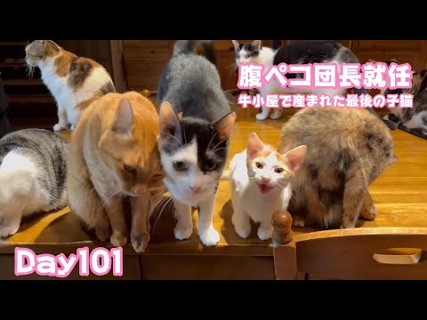 ラスト20日間腹ペコ団長頑張るニャン 牛小屋で産まれた最後の子猫 Orion Day101  2024 12 21 1(YouTube)