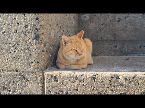 感動猫動画 のライブ配信(YouTube)