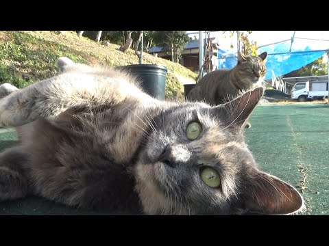 他の猫が畑に来たら嫌そうにする猫(YouTube)