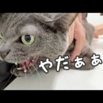 12歳のハムとマロの年1の予防接種行ってきます！(YouTube)