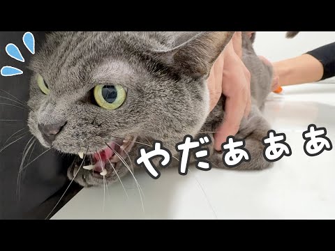 12歳のハムとマロの年1の予防接種行ってきます！(YouTube)