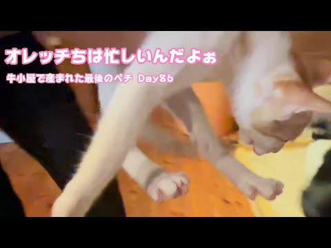 オレッちは忙しいんだよぉ 牛小屋で産まれた最後のペチ Day 86 2024 12 05 1(YouTube)