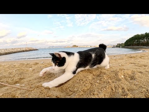 夕方の砂浜で幼い猫の兄弟がメチャクチャ楽しそうに走り回る(YouTube)