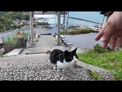 猫島の丘の上の神社に行くと猫が下から歩いて来た(YouTube)