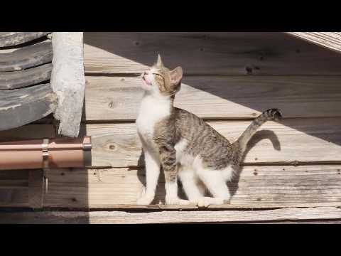 屋根の上を見上げたら、猫ちゃん達が元気に遊び回っていた(YouTube)