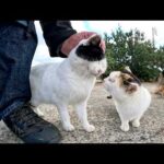 海辺に行くと可愛い猫達がワラワラと集まってきて取り囲まれた(YouTube)