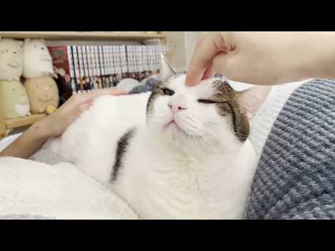 休日の朝、なかなか起きてこない娘と一緒にダラける猫(YouTube)