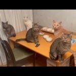 みんなで記念撮影ができると思ったのにね(YouTube)