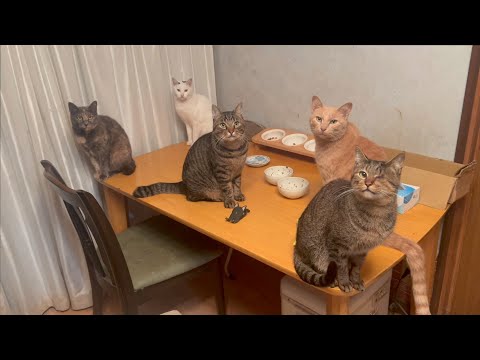 みんなで記念撮影ができると思ったのにね(YouTube)