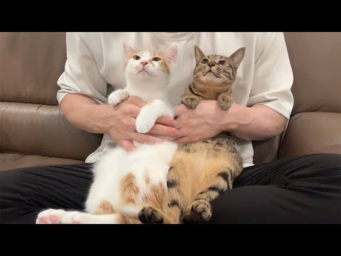 保護して実家に譲渡した子猫たちと久しぶりに再会したらとんでもない姿になってました…(YouTube)