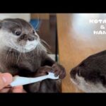 カワウソに電動舌ブラシをあげたらリアクションが完璧すぎた！　Two Otters vs Electric Tongue Brush: Who Will Figure It Out?!(YouTube)