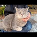 座っている人を見かけると、速攻でひざの上にのってくるトトロ猫(YouTube)