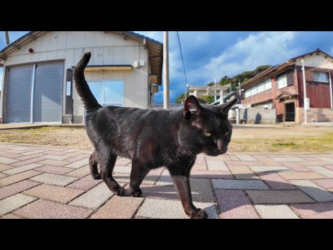 猫島の広場で出会った黒猫ちゃん、後ろ向いてナデナデを要求してカワイイ(YouTube)