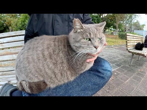ベンチでトトロ猫と相席したら、ひざの上にのって甘えてきた(YouTube)