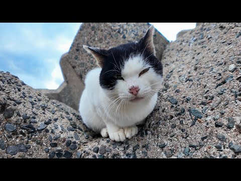 防波堤の猫の集まり(YouTube)