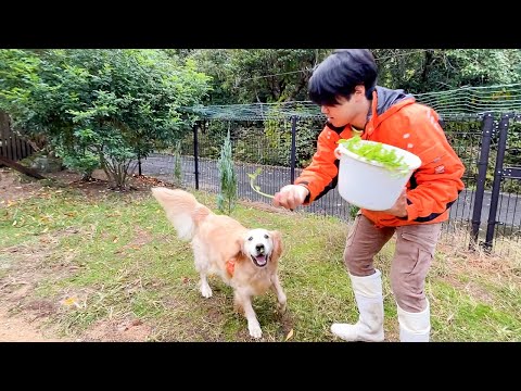【ご報告】食いしんぼうきなこの嫌いなものが判明しました|ゴールデンレトリバー(YouTube)