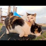三毛猫親子が公園に寄り道してからお家に帰る(YouTube)