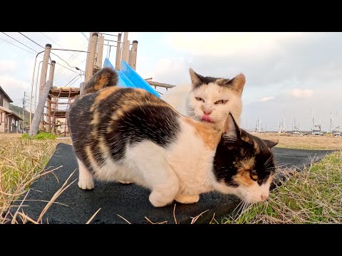 三毛猫親子が公園に寄り道してからお家に帰る(YouTube)