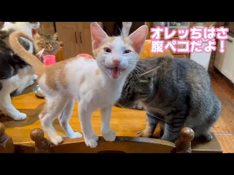 オレッチちはよ～ 腹ペコなんだよぉ～  牛小屋で産まれた最後の子猫 Orion Day95  2024 12 14 2(YouTube)