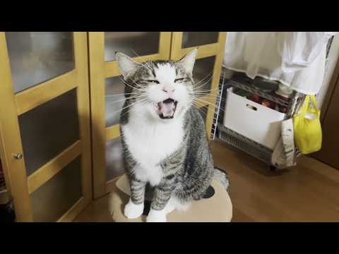 名前を呼ばれたら元気よく返事をする猫(YouTube)