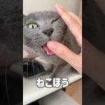 甘え方が独特すぎる猫w #shorts(YouTube)