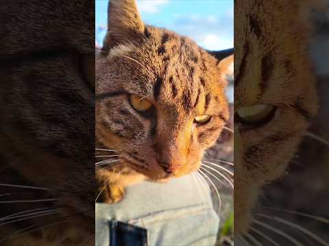公園の池の側にいた猫ちゃん、ナデナデすると膝の上に乗ってきた #cat #shorts #ねこ(YouTube)