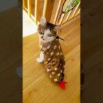 おニューだじょ🐻✨ #cats(YouTube)