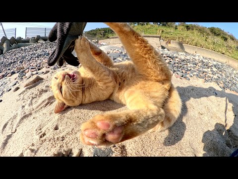 凶暴な茶トラ猫ちゃんが砂浜で手袋をズタボロに攻撃してきた(YouTube)