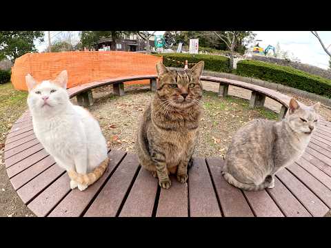 可愛い猫トリオをモフって、ひざの上にお誘いした結果…(YouTube)