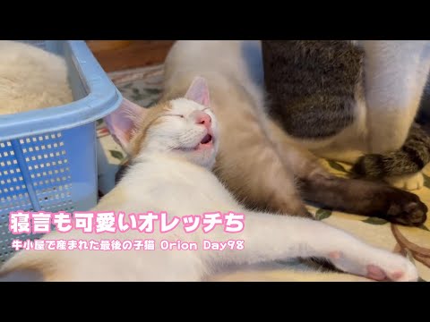 寝言も可愛いだろ？ オレッチち  牛小屋で産まれた最後の子猫 Day97  2024 12 17 2(YouTube)