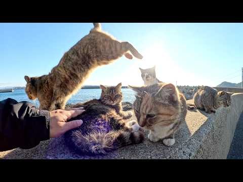 猫達が堤防の上にワラワラと集まって来て押しくら饅頭をする(YouTube)