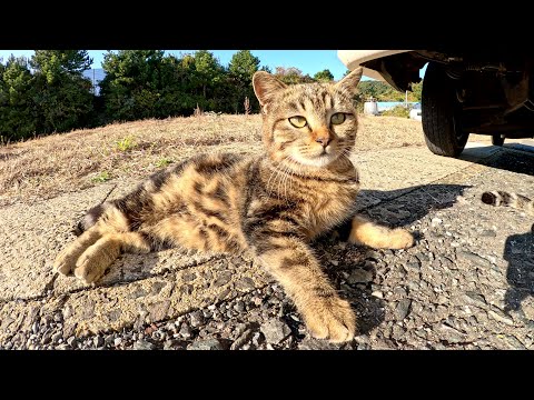 アメショー柄の子猫が人間を警戒してママ猫の後ろに隠れる(YouTube)