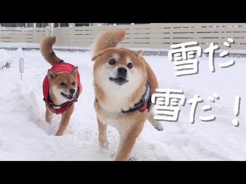 柴犬、雪に心を奪われ可愛すぎる現象を巻き起こす。(YouTube)