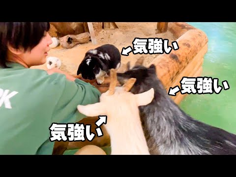 気が強い3匹が集結したら誰も想像できない展開なったww(YouTube)
