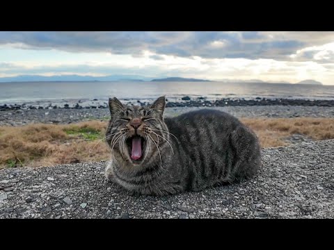 防波堤にいたキジトラ猫を撫でると遠くにいた三毛猫も撫でられに来た(YouTube)