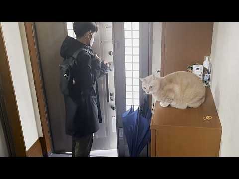 外に出たいだけの猫と一緒にされたくない猫(YouTube)